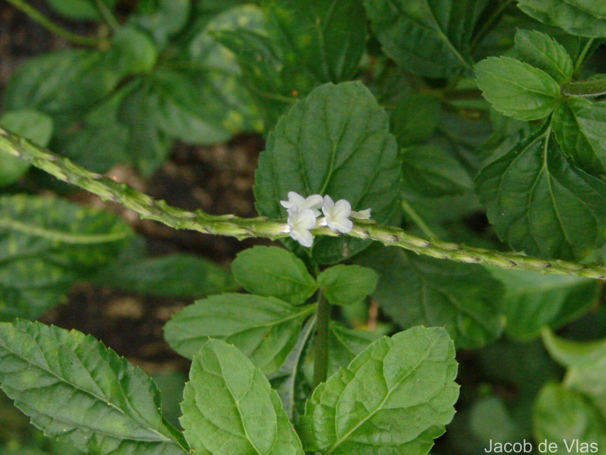 Stachytarpheta cayennensis (Rich.) Vahl